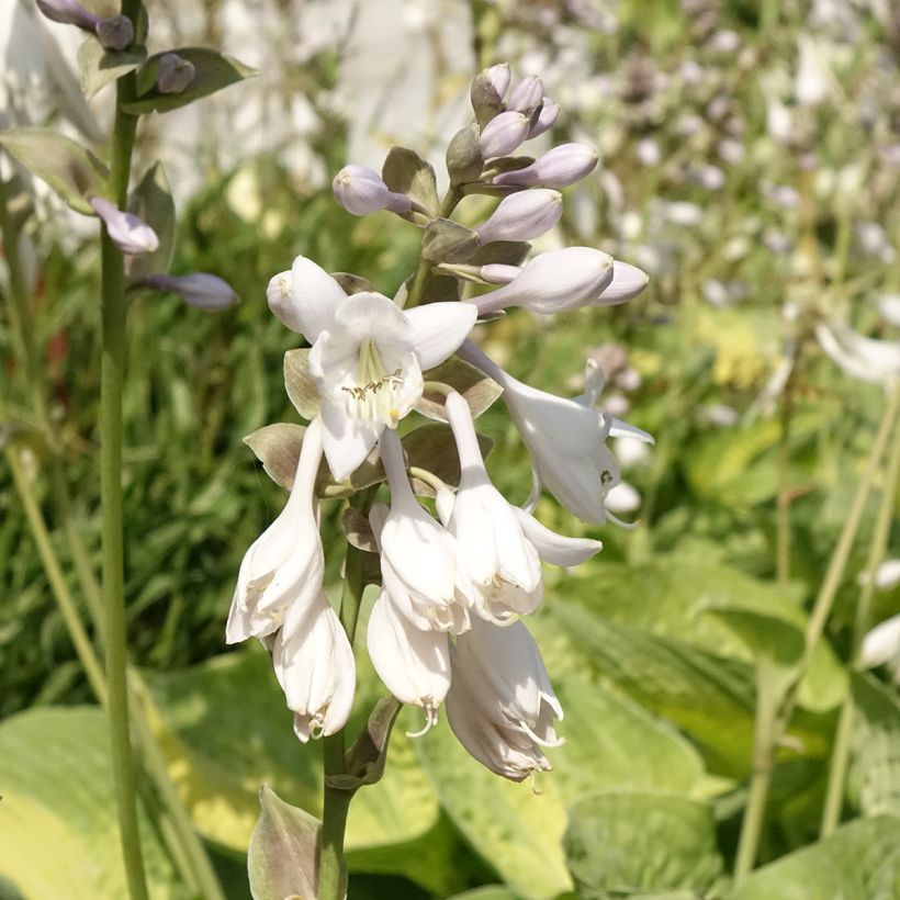 Hosta Alligator Alley (Flowering)