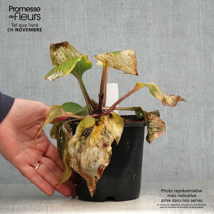 Hosta Almost 1.5L/2L pot sample as delivered in autumn