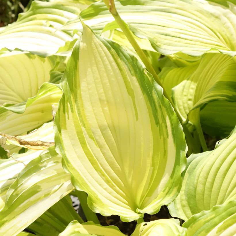 Hosta Amalia (Foliage)