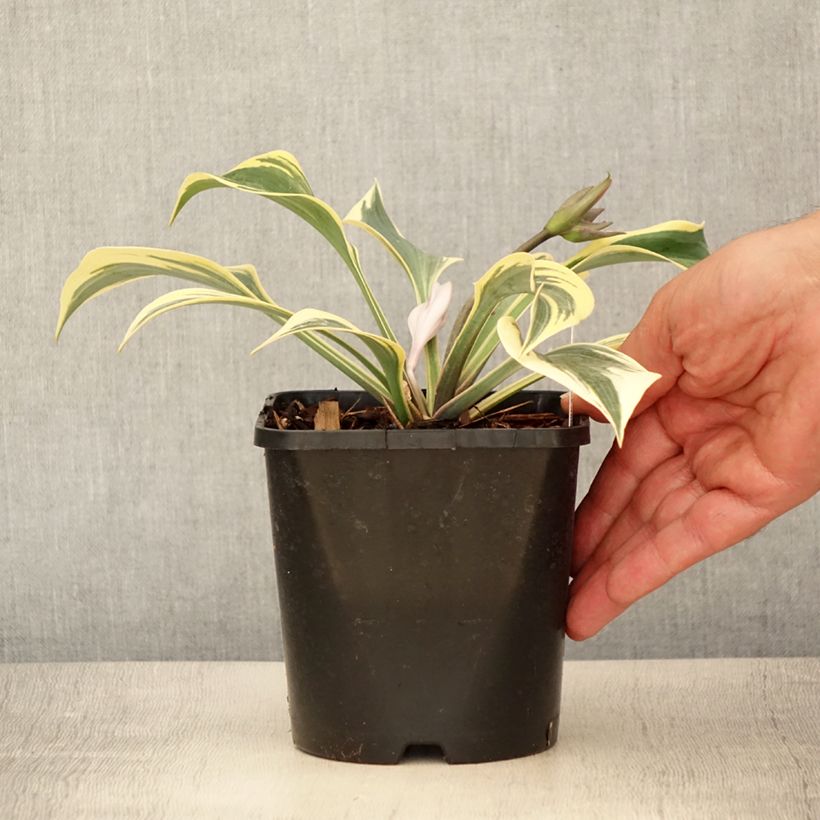 Hosta Autumn Frost 1.5L/2L pot sample as delivered in summer