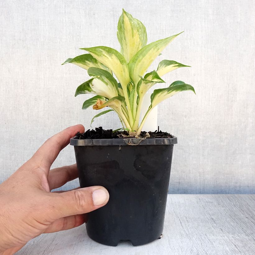 Hosta Beach Boy 1.5L/2L pot sample as delivered in summer