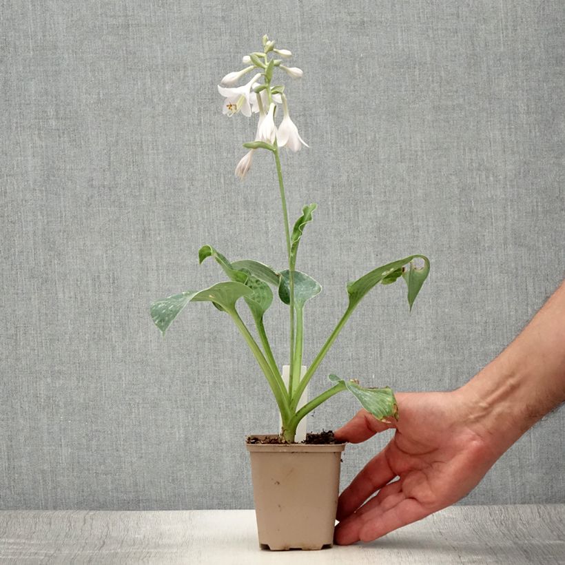 Hosta Big Mama 8/9 cm pot sample as delivered in summer