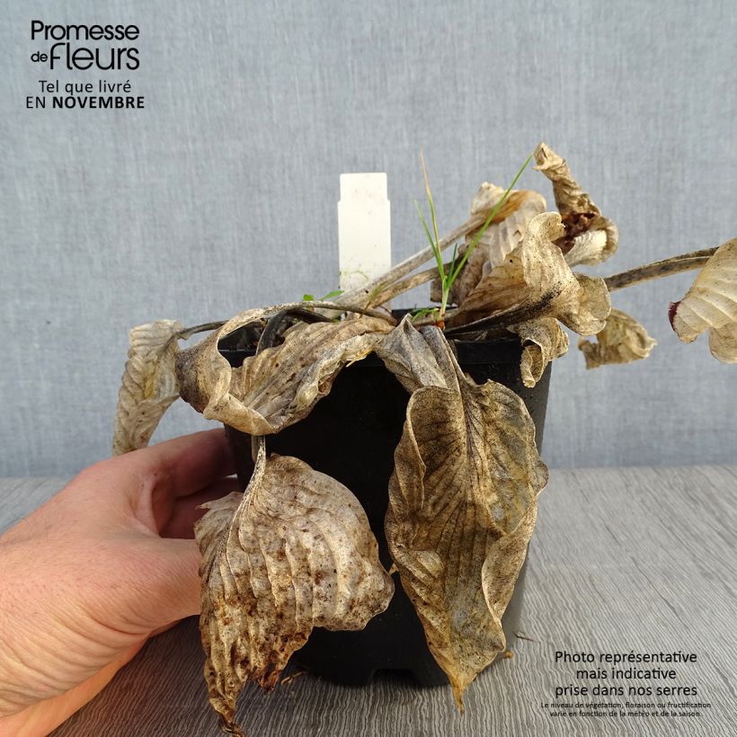 Hosta Big Mama 1.5L/2L pot sample as delivered in autumn