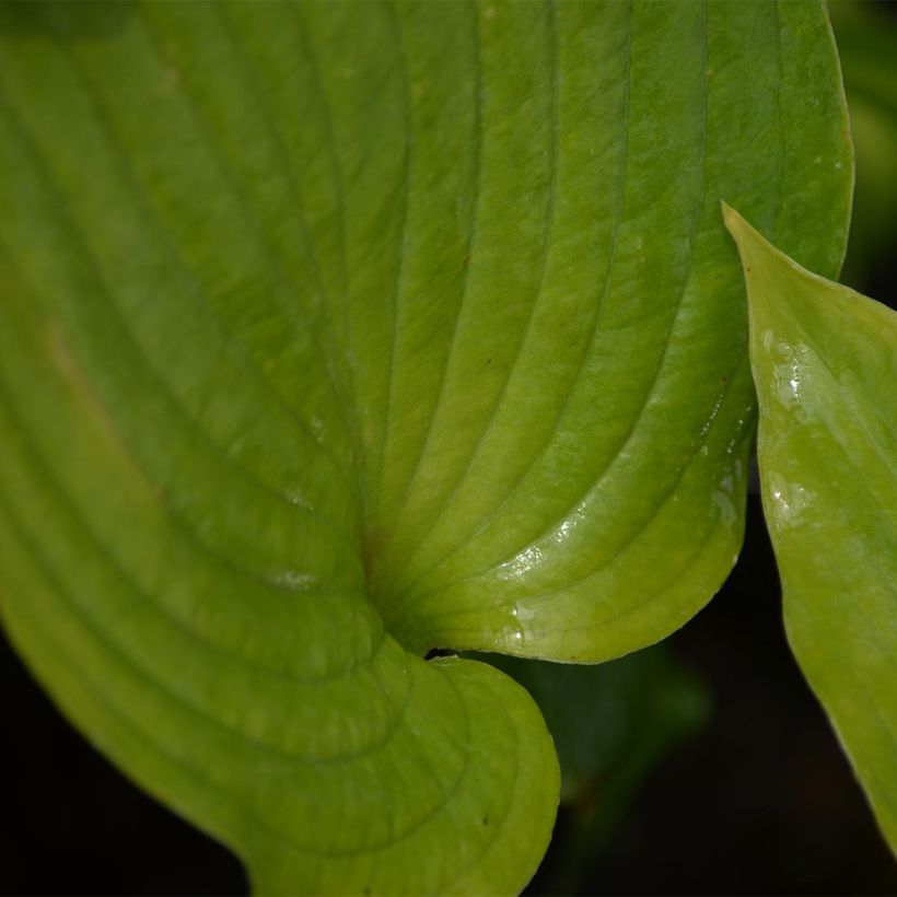 Hosta Blue Angel (Foliage)