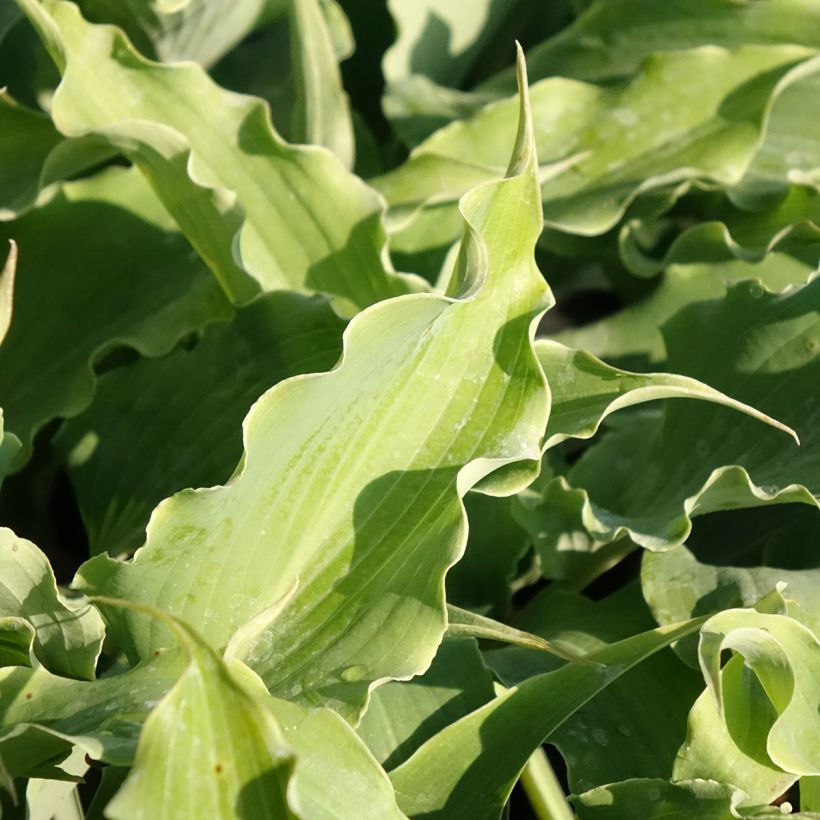 Hosta  Blue Cascade - Plantain Lily (Foliage)
