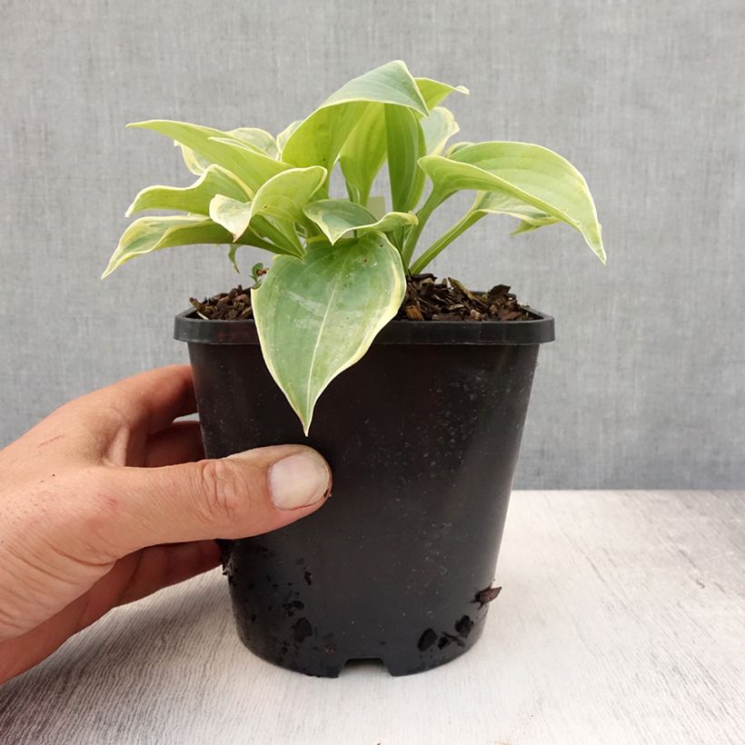 Hosta Blue Flame 1.5L/2L pot sample as delivered in summer