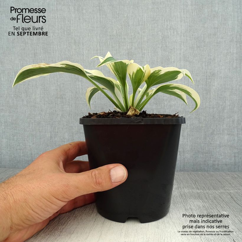 Hosta tardiana Blue Ivory 1.5L/2L pot sample as delivered in summer