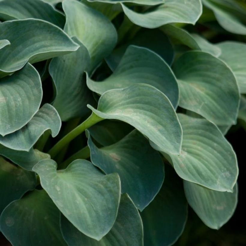 Hosta Blue Mouse Ears (Foliage)