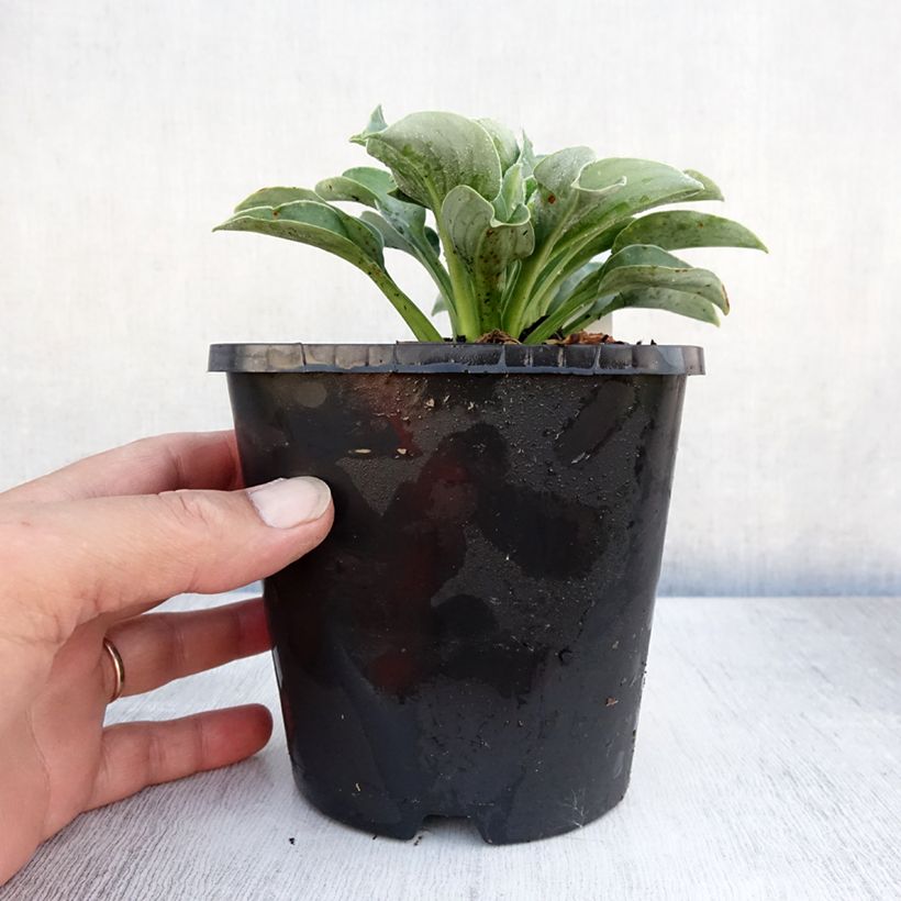 Hosta Blue Mouse Ears 1.5L/2L pot sample as delivered in summer