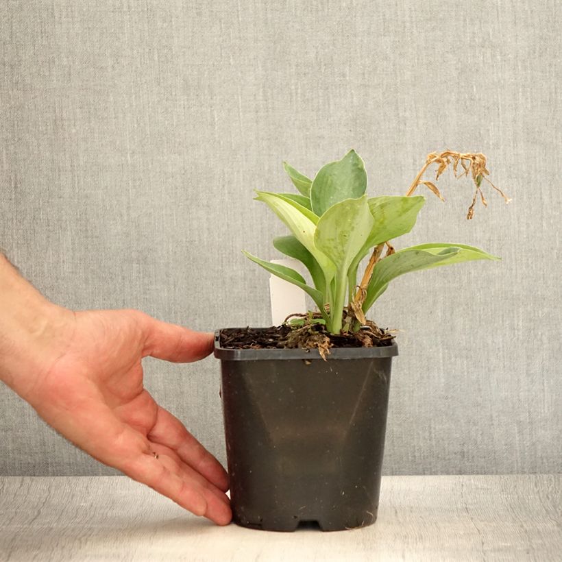 Hosta sieboldiana Blue Vision 1.5L/2L pot sample as delivered in summer