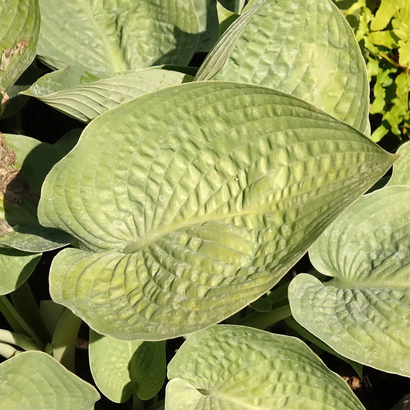 Hosta sieboldiana Blue Vision (Foliage)