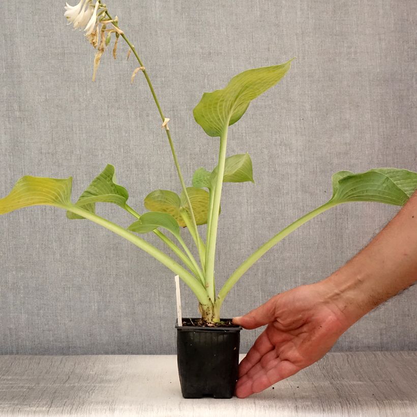 Hosta Bressingham Blue 8/9 cm pot sample as delivered in summer