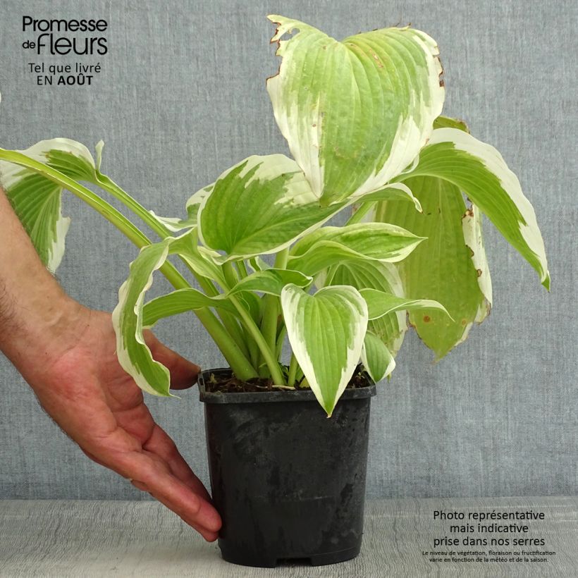 Hosta Bridal Falls 1.5L/2L pot sample as delivered in summer