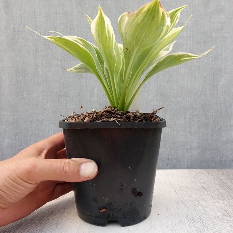 Hosta Broadway 1.5L/2L pot sample as delivered in summer