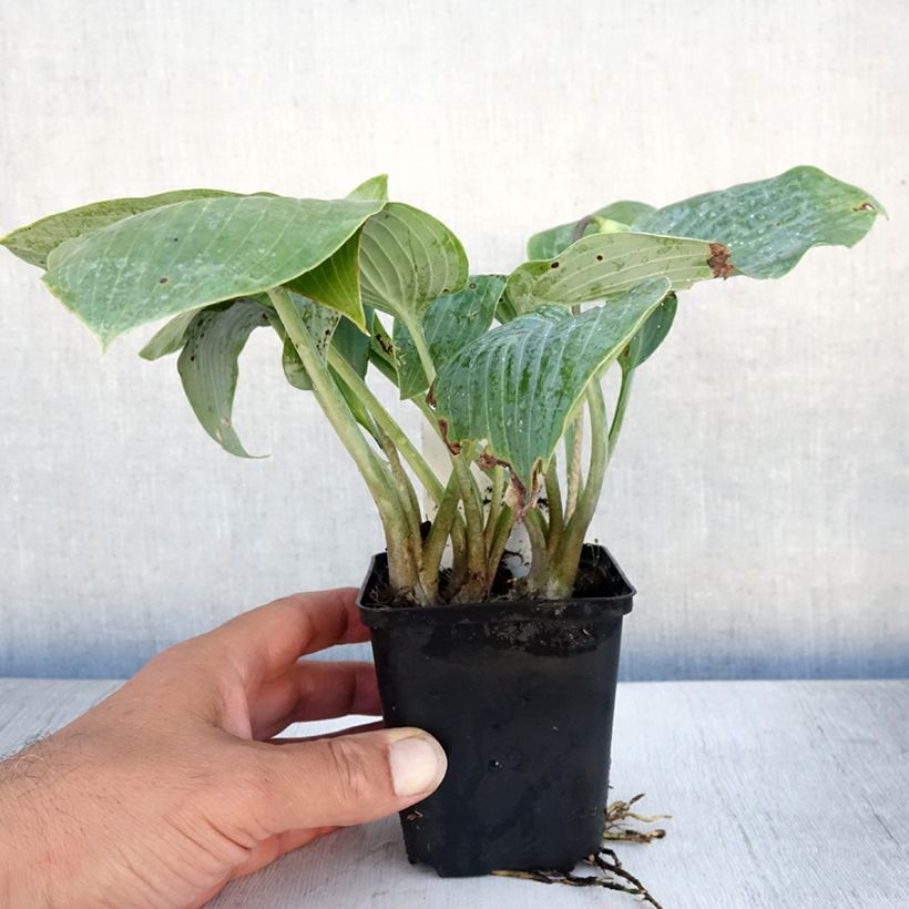 Hosta Canadian Blue 8/9 cm pot sample as delivered in summer