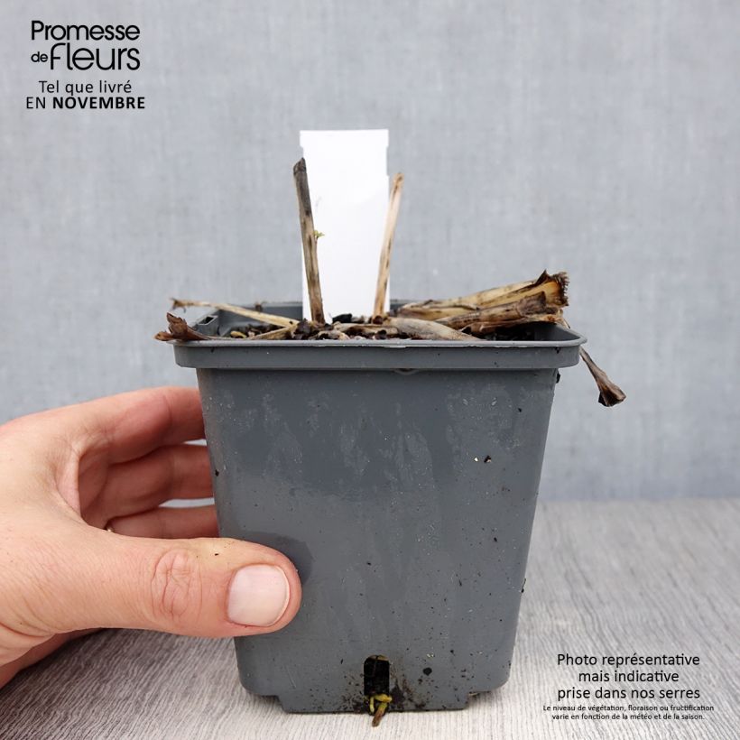 Hosta Center Of Attention 1L/1.5L pot sample as delivered in autumn