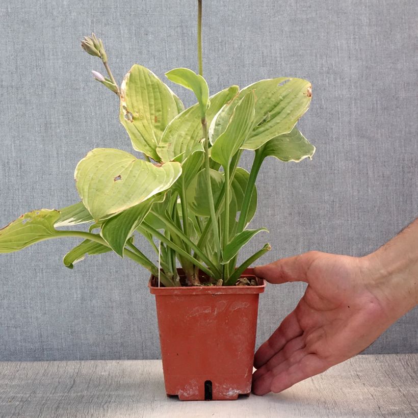 Hosta Christmas Tree 1L/1.5L pot sample as delivered in summer