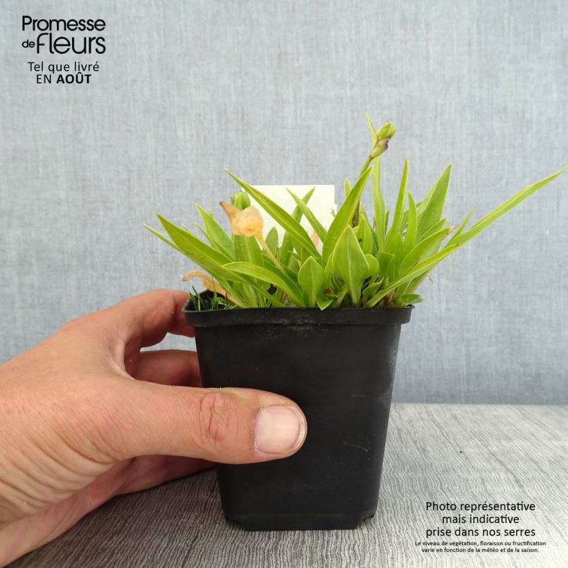 Hosta clausa var. normalis 8/9 cm pot sample as delivered in summer