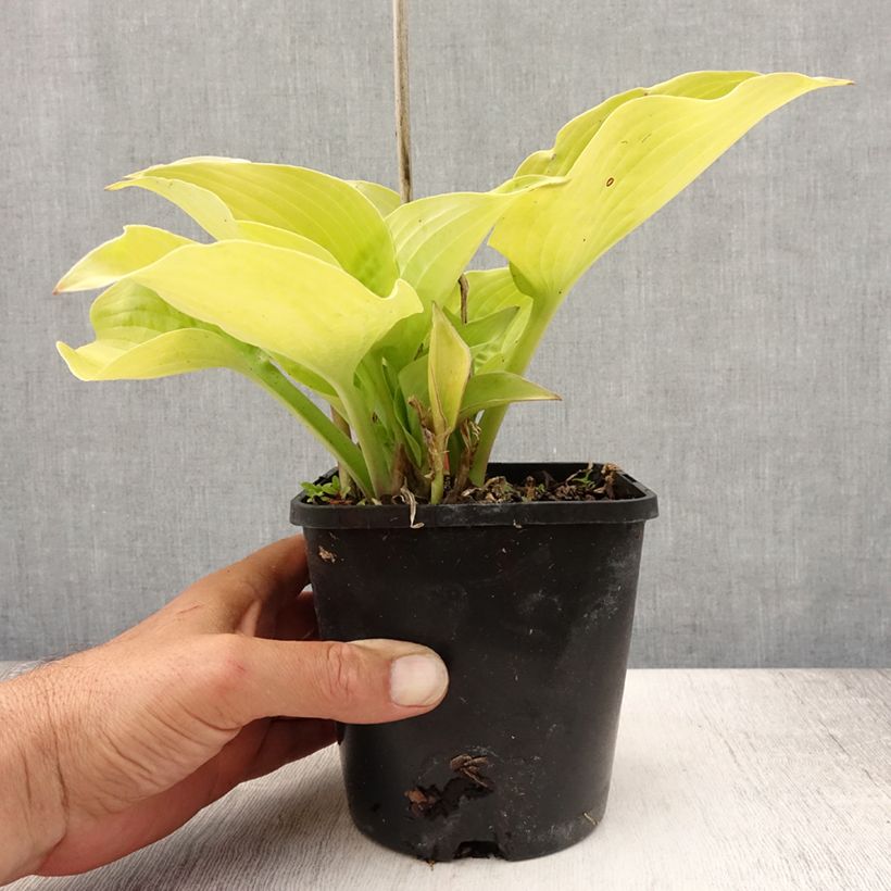 Hosta Coast to Coast 1.5L/2L pot sample as delivered in summer