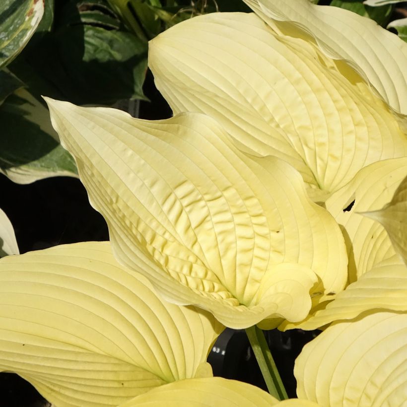 Hosta Coast to Coast (Foliage)