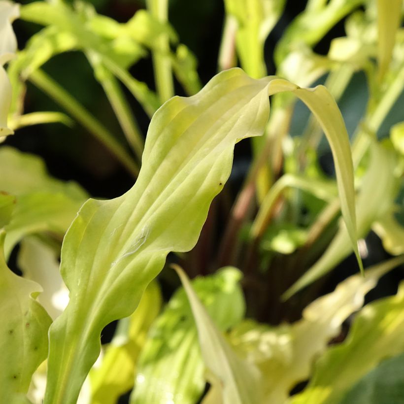 Hosta Curly Fries (Foliage)