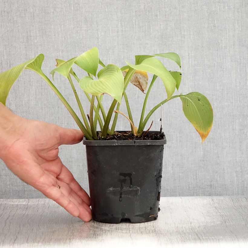 Hosta Devon Green 1.5L/2L pot sample as delivered in summer