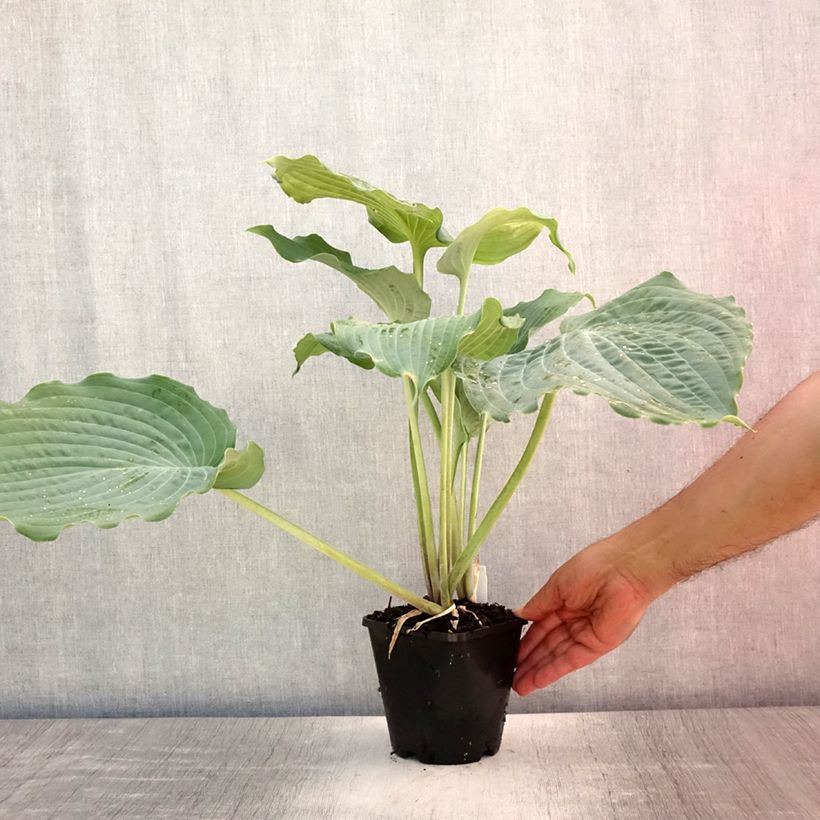 Hosta Diamond Lake 1.5L/2L pot sample as delivered in summer
