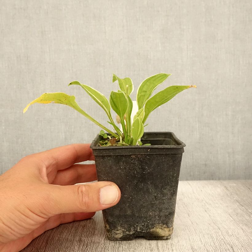 Hosta Diamond Tiara 8/9 cm pot sample as delivered in summer