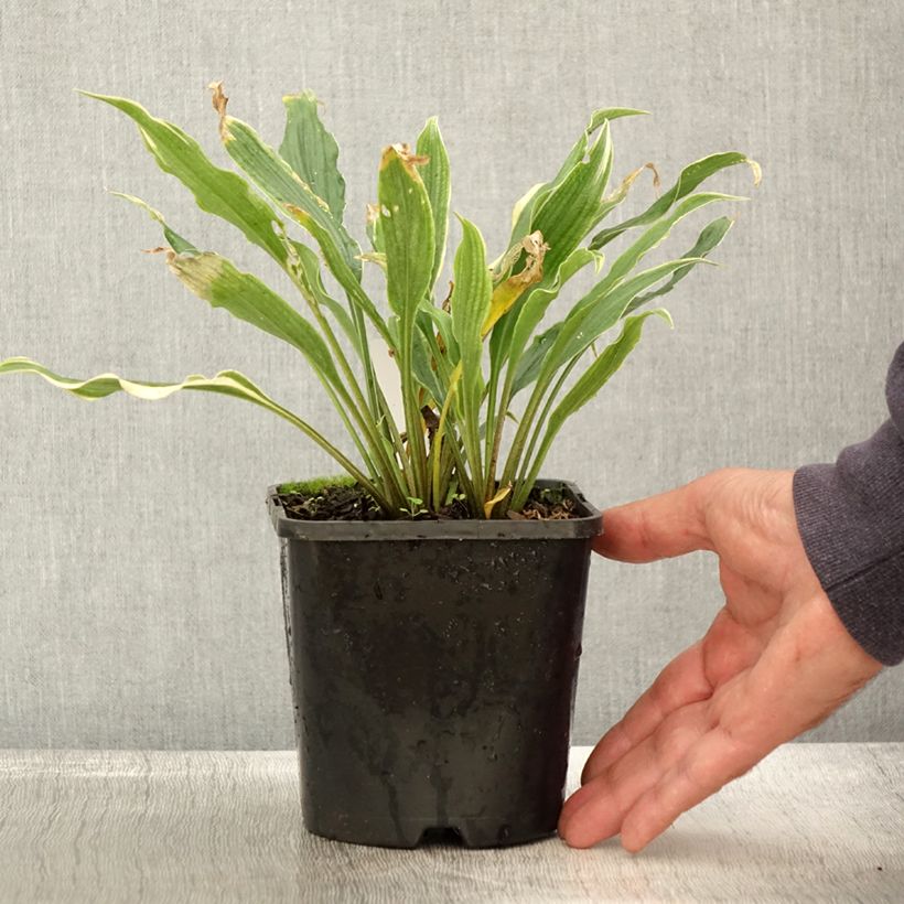 Hosta Electrocution 1.5L/2L pot sample as delivered in autumn