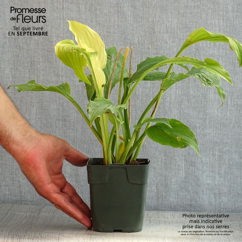 Hosta Elisabeth 8/9 cm pot sample as delivered in summer