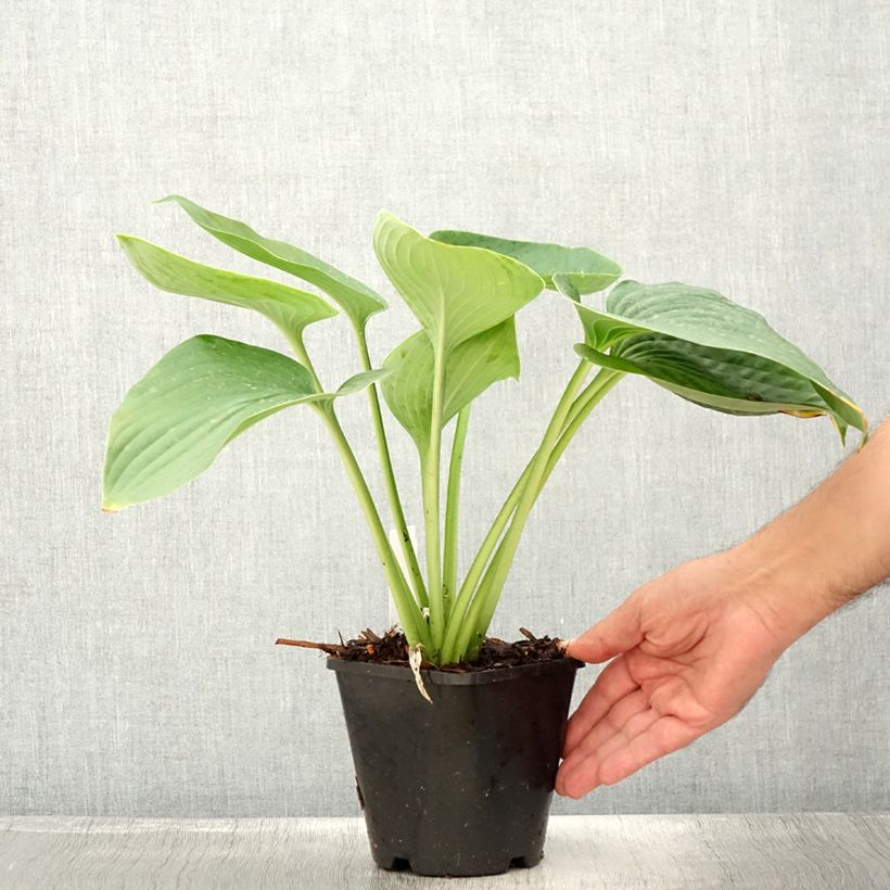 Hosta Empress Wu 1.5L/2L pot sample as delivered in summer