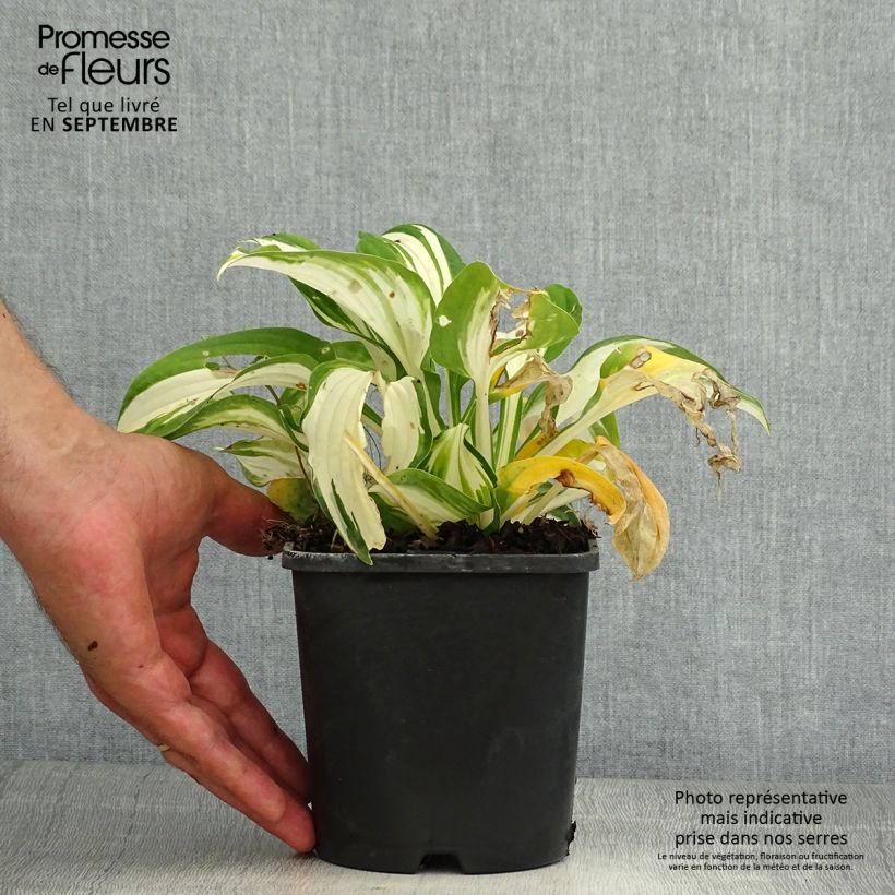 Hosta Enterprise 1.5L/2L pot sample as delivered in summer