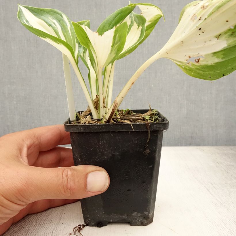 Hosta Fire and Ice 8/9 cm pot sample as delivered in summer