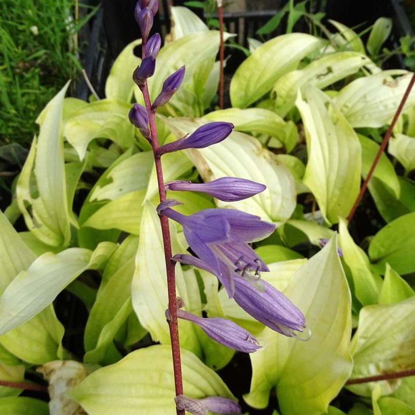 Hosta fire Island (Flowering)