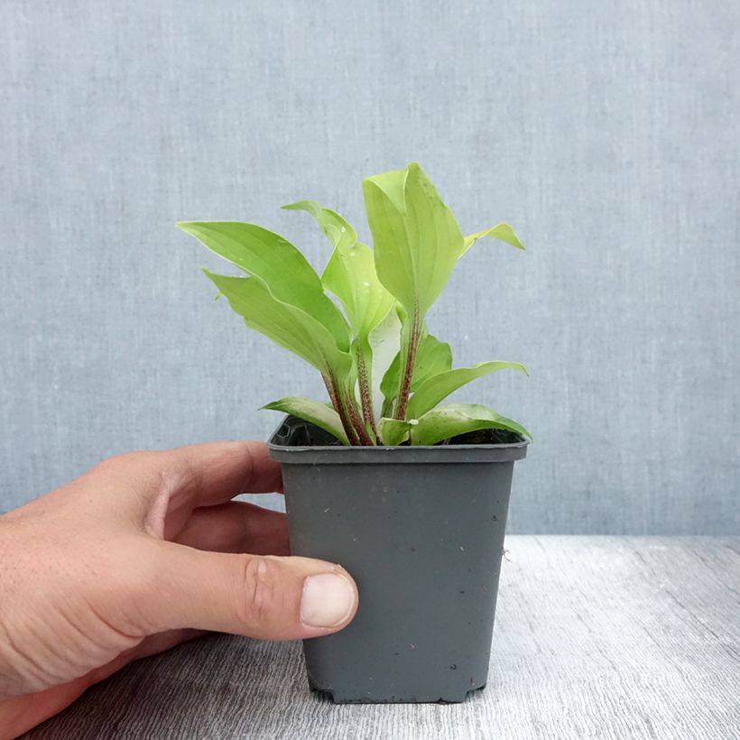 Hosta fire Island 8/9 cm pot sample as delivered in summer