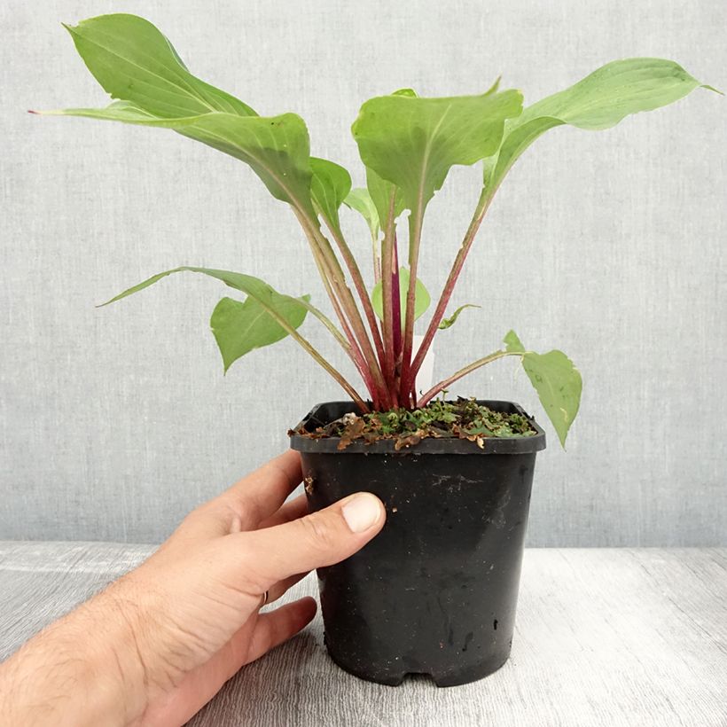 Hosta First Blush 1.5L/2L pot sample as delivered in summer