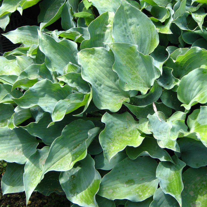 Hosta Flemish Sky (Foliage)