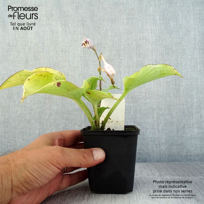 Hosta Flemish Sky 8/9 cm pot sample as delivered in summer