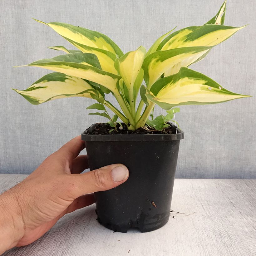 Hosta Forbidden Fruit 1.5L/2L pot sample as delivered in summer