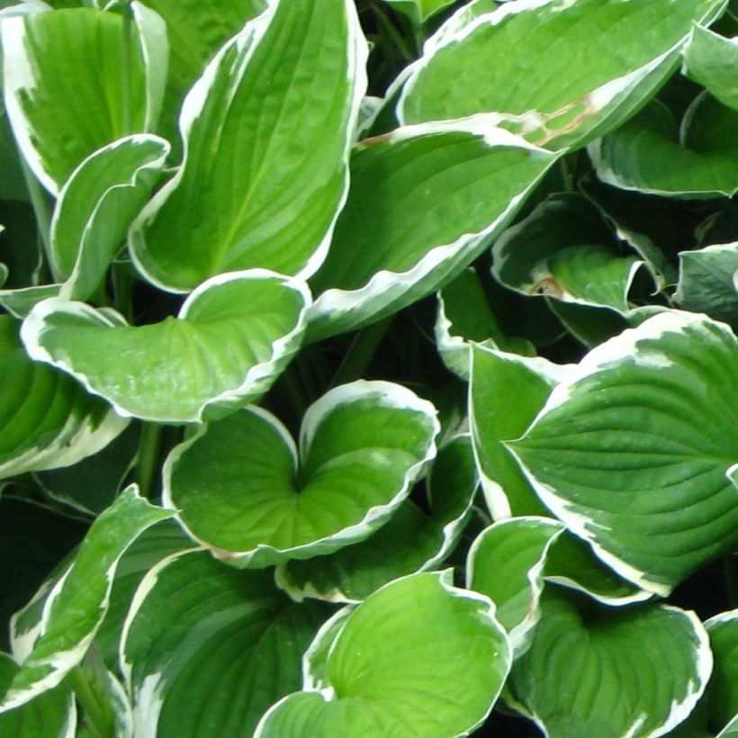 Hosta fortunei Francee (Foliage)