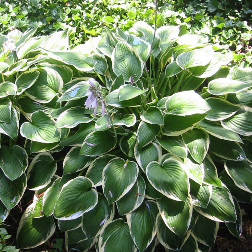 Hosta fortunei Francee (Plant habit)