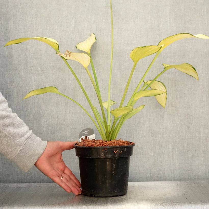 Hosta fortunei Gold Standard 2L/3L pot sample as delivered in autumn