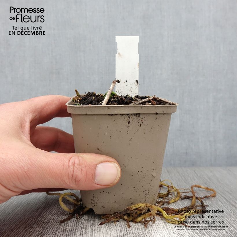 Hosta fortunei Gold Standard 8/9 cm pot sample as delivered in autumn