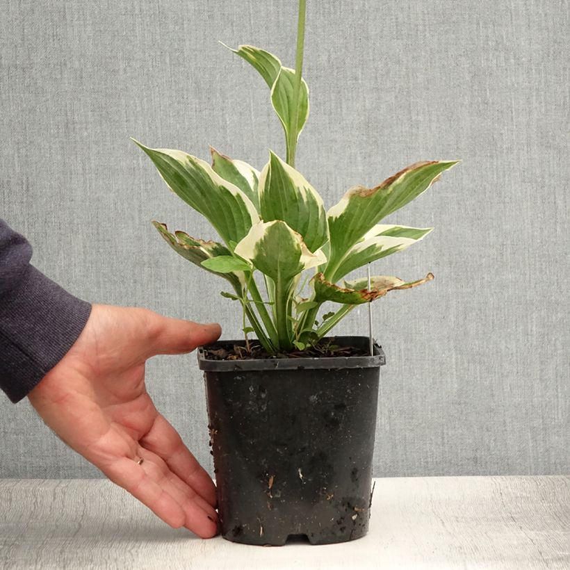 Hosta fortunei Twilight 1.5L/2L pot sample as delivered in summer