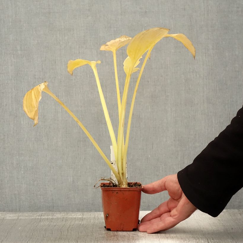 Hosta fortunei hyacinthina 8/9 cm pot sample as delivered in autumn