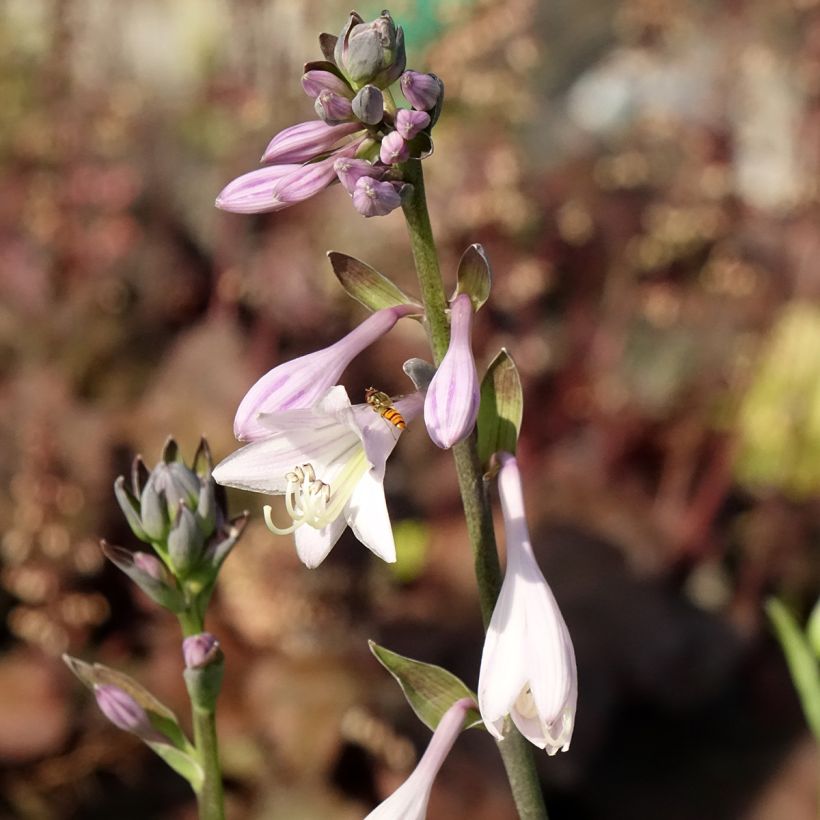 Hosta fortunei hyacinthina (Flowering)