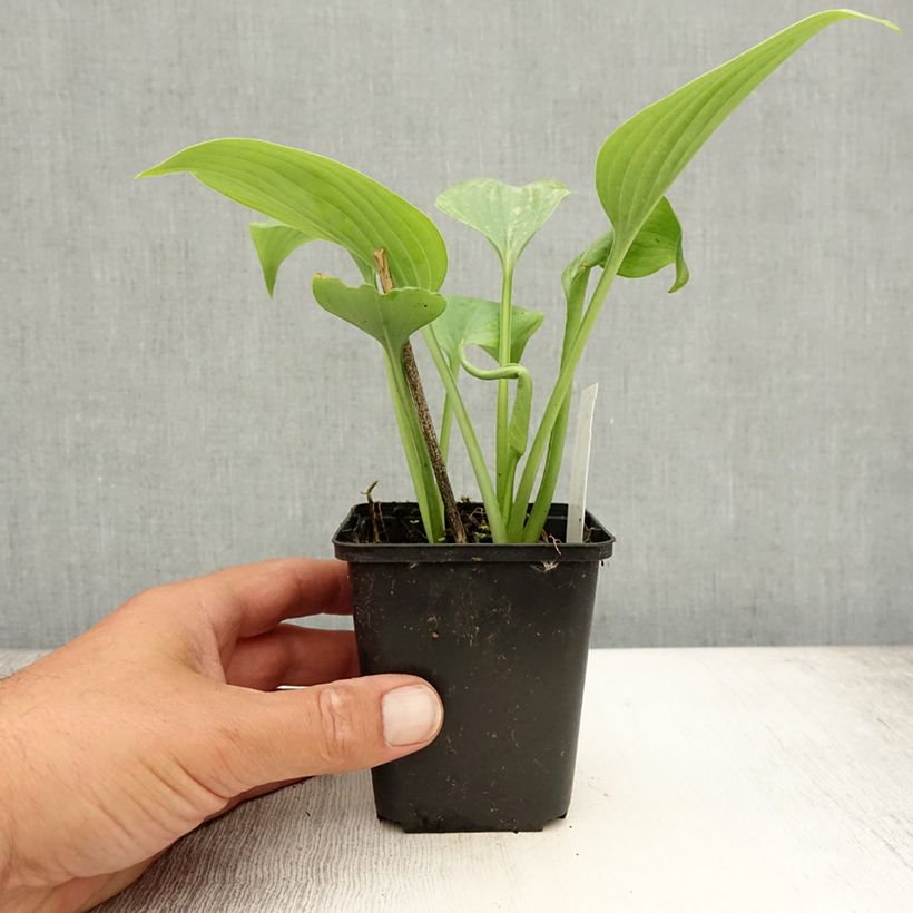 Hosta Fragrant Blue 8/9 cm pot sample as delivered in summer