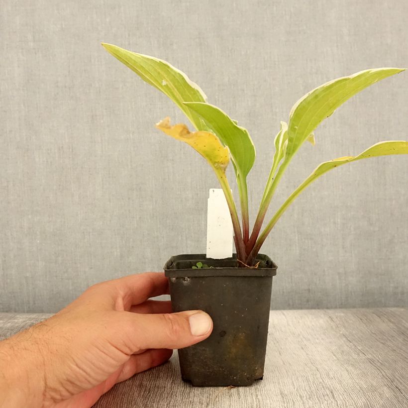 Hosta Fragrant Fire 8/9 cm pot sample as delivered in summer