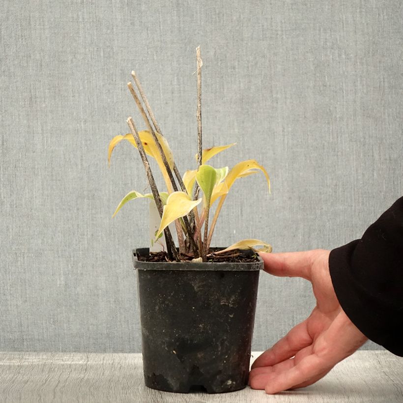 Hosta Frosted Raspberry 1.5L/2L pot sample as delivered in autumn