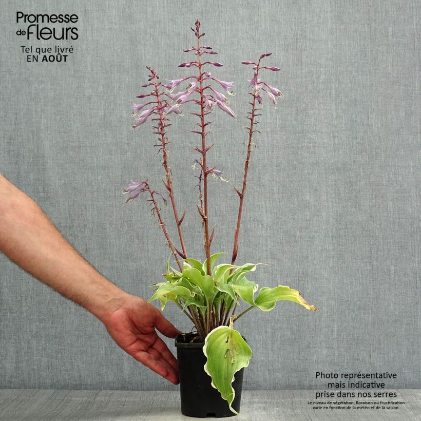 Hosta Frosted Raspberry 1.5L/2L pot sample as delivered in summer